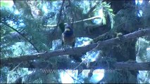 DVD-145-birds-himalayangreen barbet-12