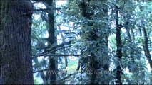 DVD-145-birds-himalayangreen barbet-2