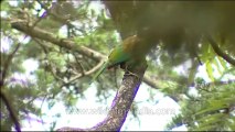 DVD-145-birds-himalayangreen barbet-4