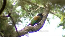 DVD-145-birds-himalayangreen barbet-5