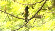 DVD-145-birds-himalayangreen barbet-7