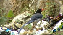 DVD-145-birds-magpie