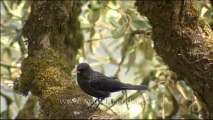 DVD-145-birds-whistlingthrush