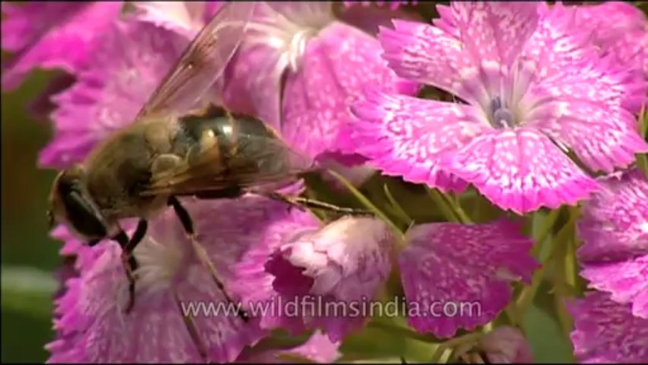 DVD-145-insects-bee-1
