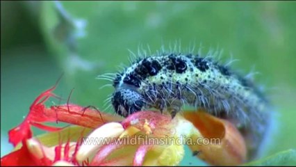 DVD-145-insects-caterpillar