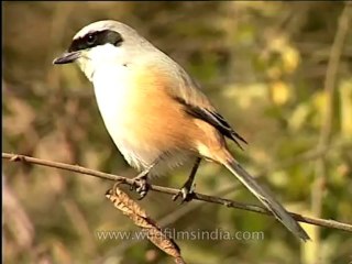 DVD-146-birds-baybackedshrike-2
