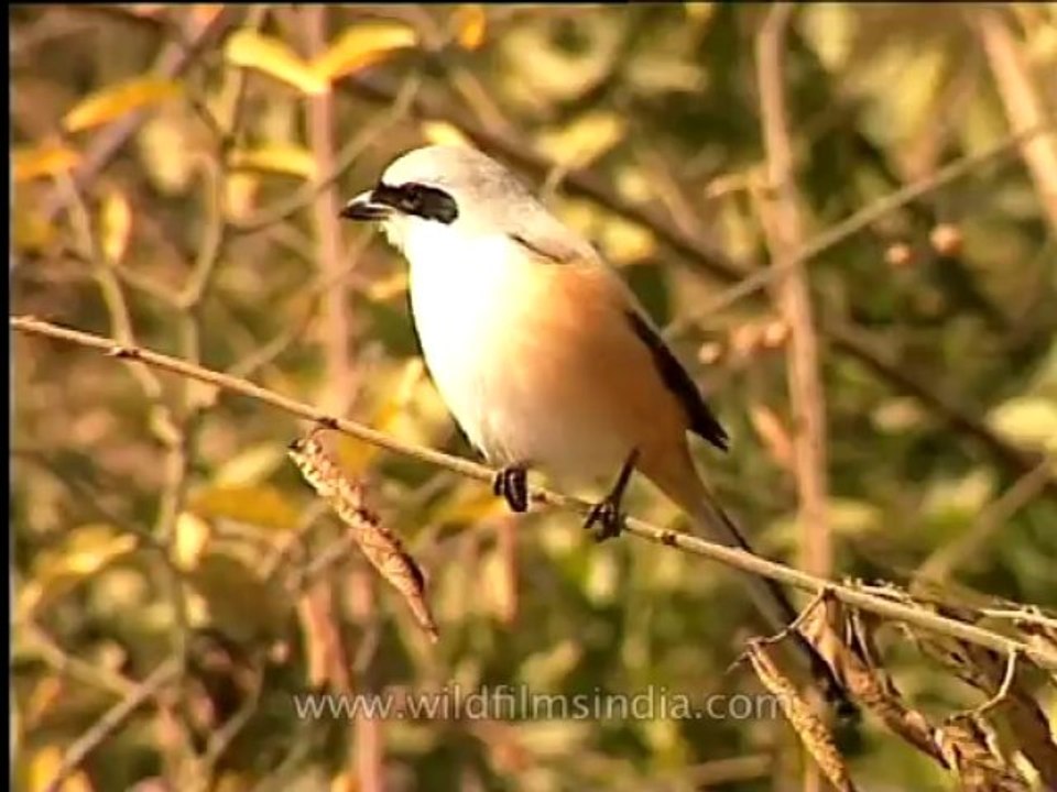 DVD-146-birds-baybackedshrike
