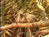 DVD-146-birds-junglebabbler