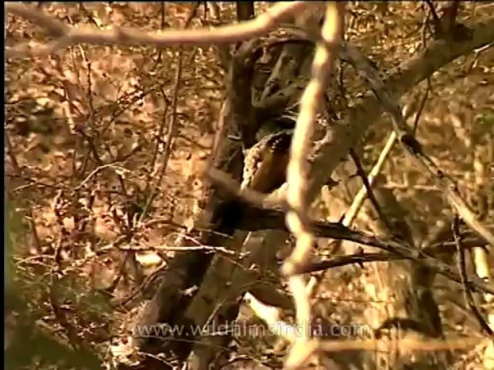DVD-146-birds-misc-2