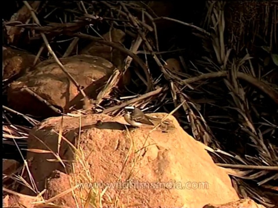 DVD-146-birds-whitebrowedfantailflycatcher-2