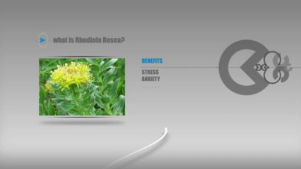 Rhodiola Rosea Reviews - What Do Genuine Buyers Say Regarding The Benefits Of Rhodiola Rosea?