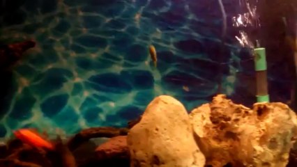 Malawi cichlids in a tank