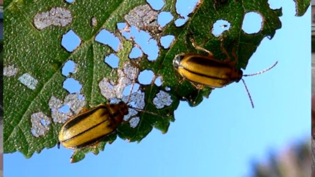 VECINOS DE LA CALLE ALPUJARRAS EN LEGANÉS, DENUNCIAN PLAGA DE INSECTOS