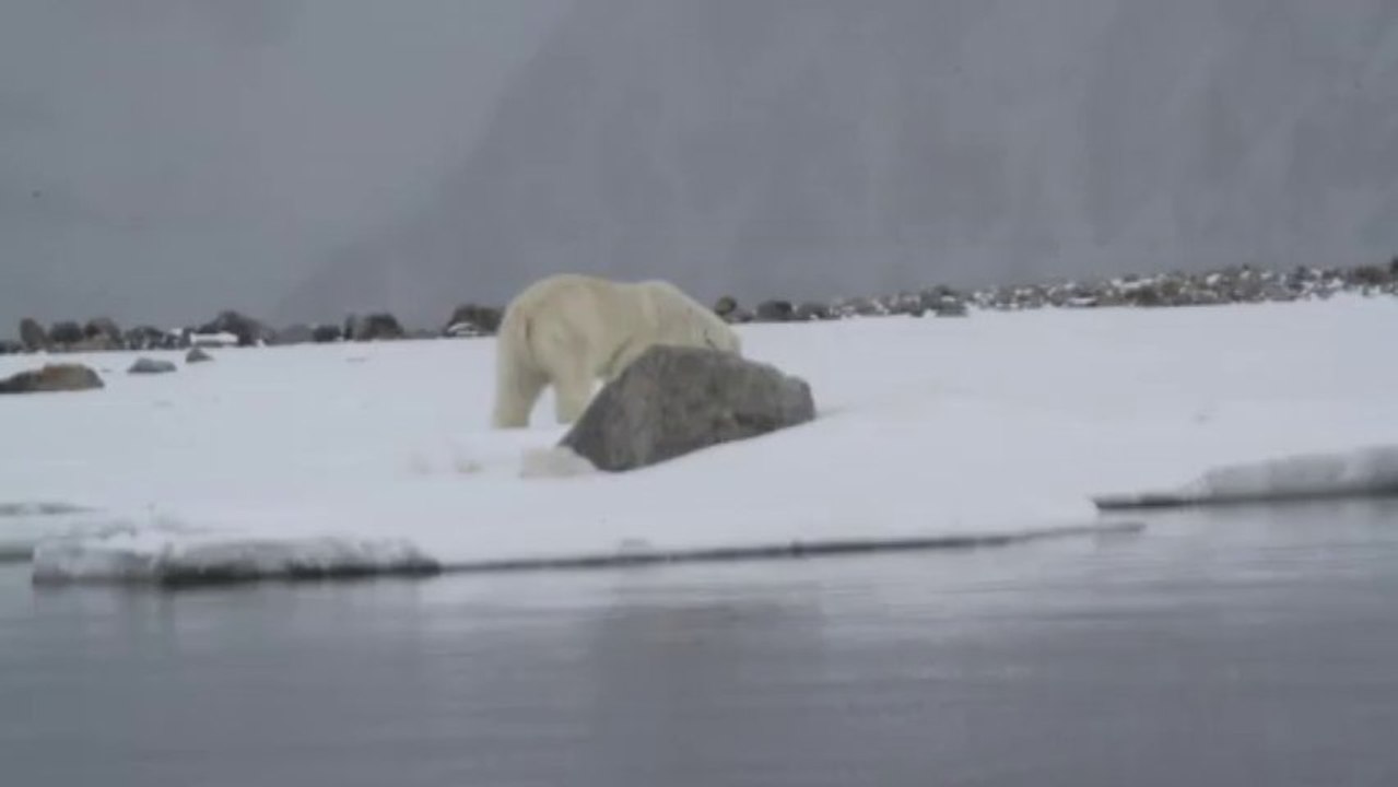 Un ours polaire en quête de dîner (Spitzverg)