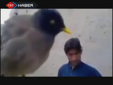 Bu kuş bebek gibi ağlıyor!