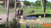 Elephant Chooses Baby's Name By Eating Food