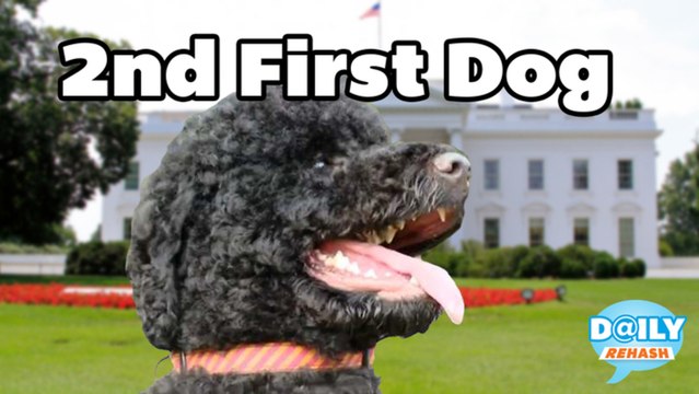 Newest Obama - Sunny the Dog | DAILY REHASH | Ora TV