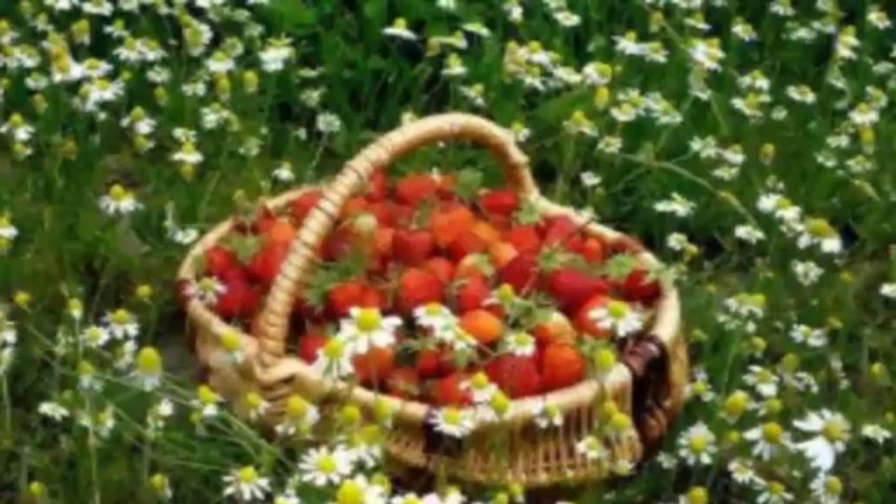 ЗДРАВЕЙ,МОЕ ЛЯТО... ... (по стихове на Елица Ангелова)