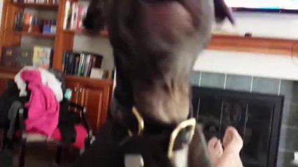 Dishwasher Makes Terrier Uncomfortable