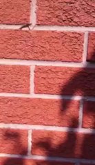 Is Baby Luna the World's Greatest Hide-and-Seek player?