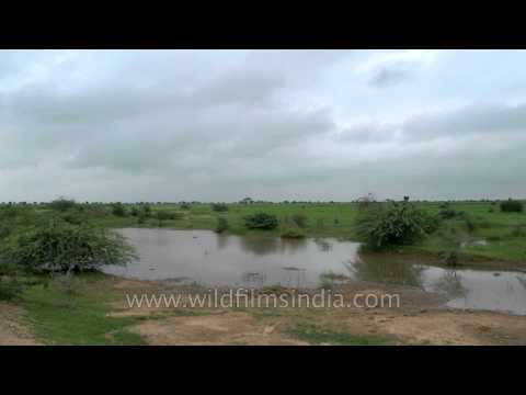 The Sonkhaliya wilderness: Rajasthan birdwatching