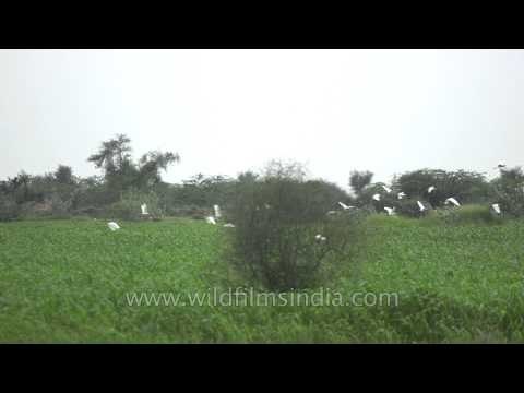 White against the green: Cattle Egrets in Rajasthan