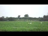 Cattle Egrets flock tour the green fields: At Sonkhaliya