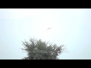 The Cattle Egret takes to flight: Sonkhaliya