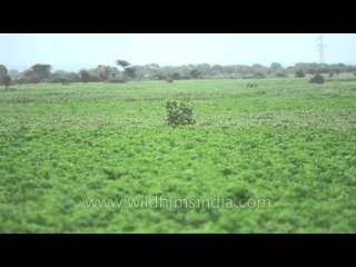 Birds in flight at Sonkhaliya: Birdwatching in Rajasthan
