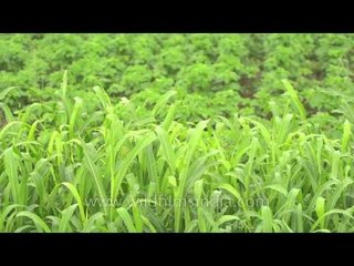 Jowar fields of Sonkhaliya - excellent bird habitat