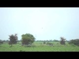 Bird in flight: Slow motion capture in Sonkhaliya