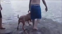 Ce chien devient fou quand son maître se met à l'eau!