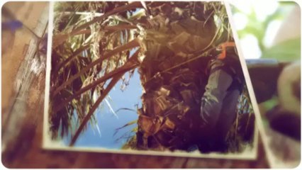 Just Trees (979) 739-4802