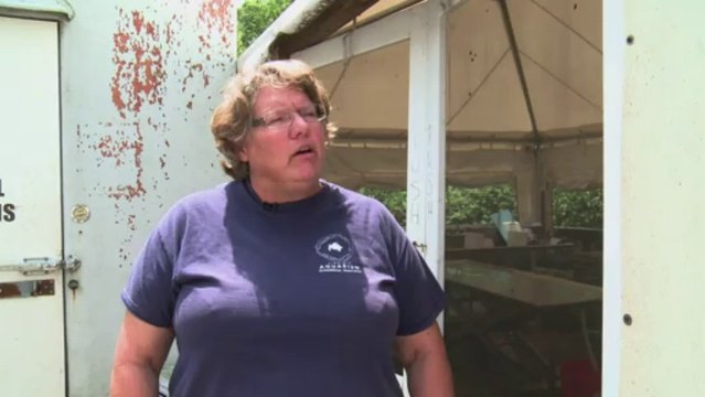 More dead dolphins wash up on US coast