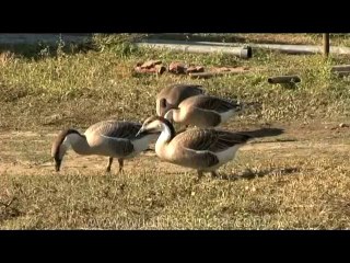 DVD-175-fauna-geese-1-1