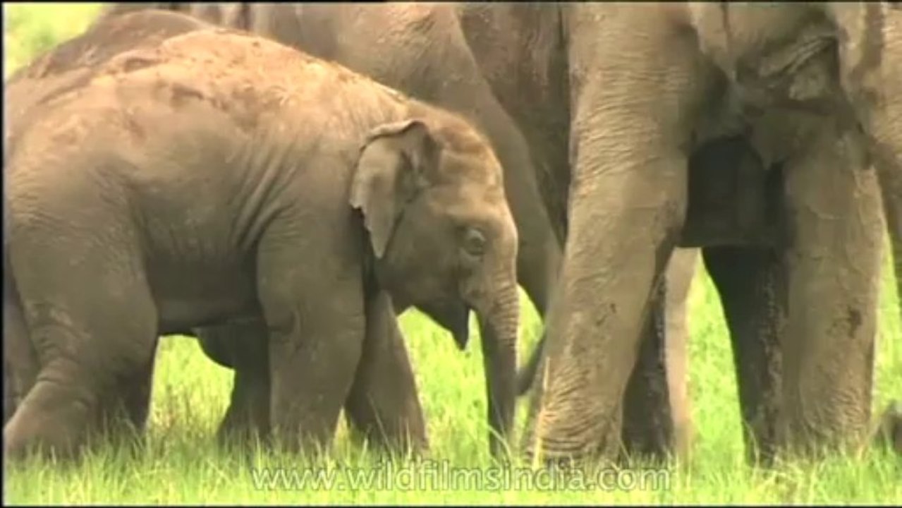 DVD-155-Wildlife-elephant-6