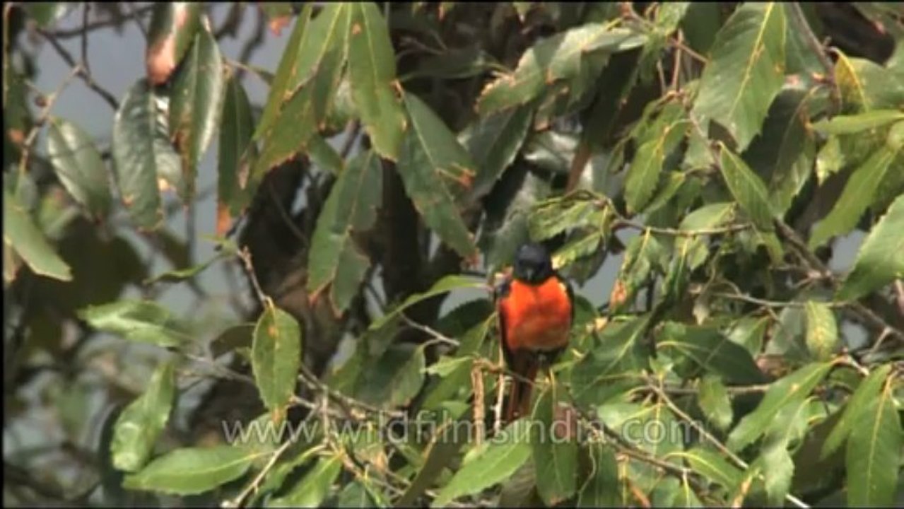 DVD-199-birds-misc-31-4