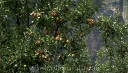DVD-199-trees-apple-1-1