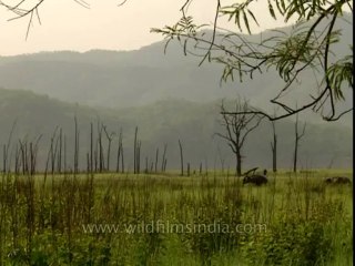 Elephants-corbett-BD-191-11