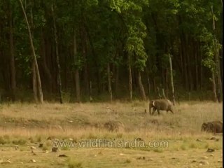 Elephants-corbett-BD-191-14