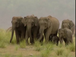 Elephants-corbett-BD-191-18