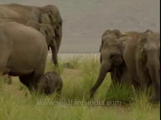 Elephants-corbett-BD-191-19