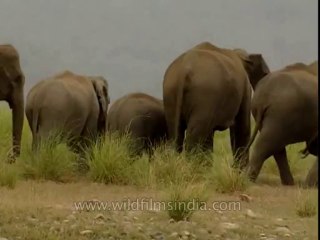 Elephants-corbett-BD-191-22