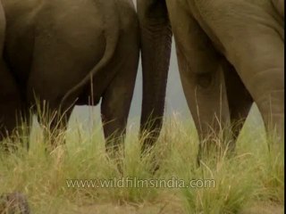 Elephants-corbett-BD-191-23