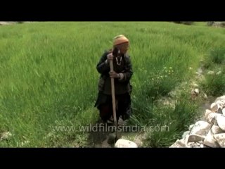 Faces-ladakhi woman-dvd-178-3