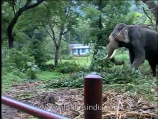 Fauna-Elephants-DVD-184-3