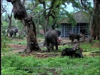 Fauna-Elephants-DVD-184-5