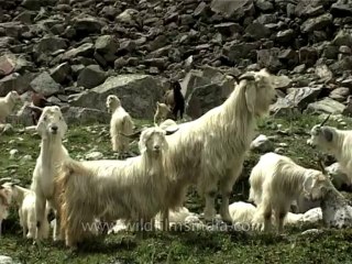 Fauna-pashminagoats-dvd-185-6