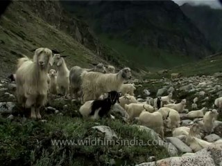 Fauna-pashminagoats-dvd-185-7