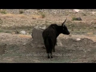 Fauna-yak and cow-dvd-178-5